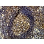 Immunohistochemistry - Anti-p60 Antibody - Antibodies.com (A8244)