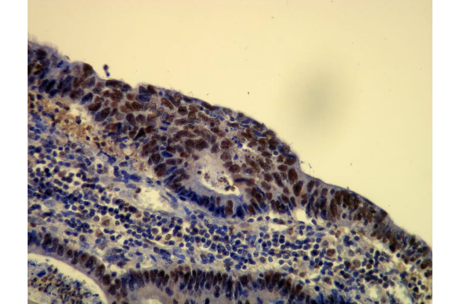 Immunohistochemistry - Anti-p60 Antibody - Antibodies.com (A8244)