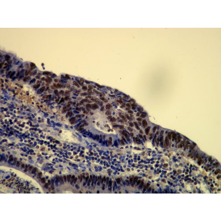 Immunohistochemistry - Anti-p60 Antibody - Antibodies.com (A8244)