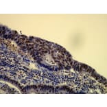Immunohistochemistry - Anti-p60 Antibody - Antibodies.com (A8244)