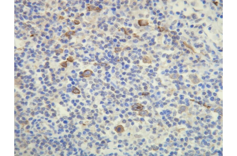 Immunohistochemistry - Anti-CD15 Antibody - Antibodies.com (A8245)