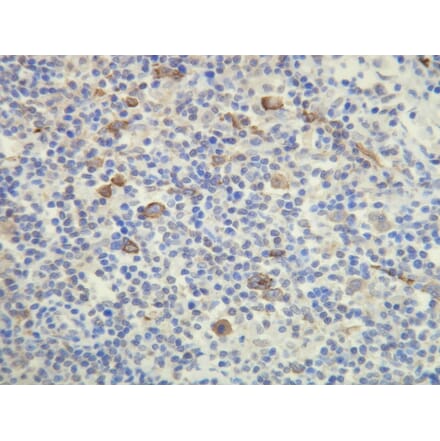 Immunohistochemistry - Anti-CD15 Antibody - Antibodies.com (A8245)