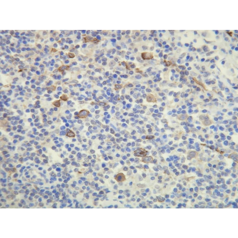 Immunohistochemistry - Anti-CD15 Antibody - Antibodies.com (A8245)