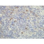 Immunohistochemistry - Anti-CD15 Antibody - Antibodies.com (A8245)