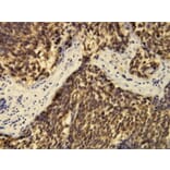 Immunohistochemistry - Anti-CD57 Antibody - Antibodies.com (A8247)