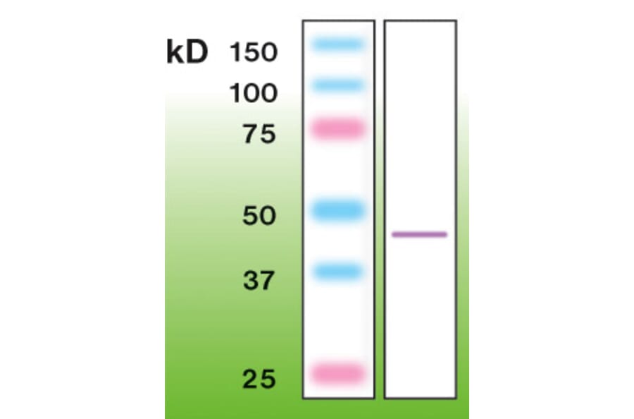 Western Blot - Anti-beta Actin Antibody - Antibodies.com (A8250)