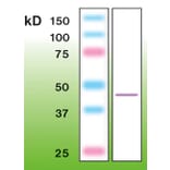 Western Blot - Anti-beta Actin Antibody - Antibodies.com (A8250)