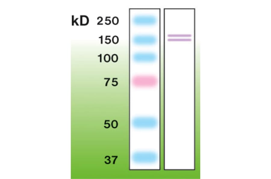 Western Blot - Anti-iNOS Antibody - Antibodies.com (A8252)