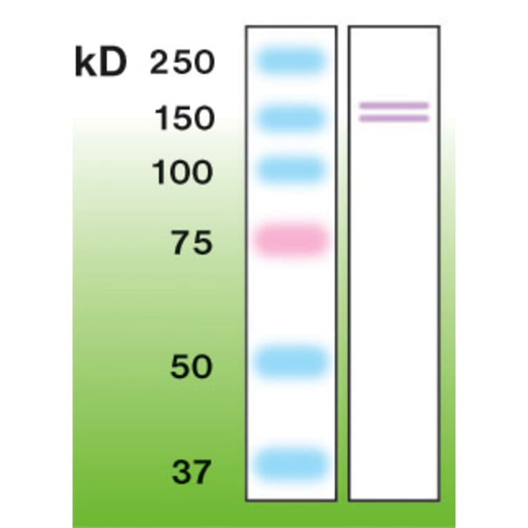 Western Blot - Anti-iNOS Antibody - Antibodies.com (A8252)