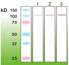 Western Blot - Anti-PKC alpha Antibody - Antibodies.com (A8253)
