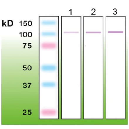 Western Blot - Anti-PKC alpha Antibody - Antibodies.com (A8253)