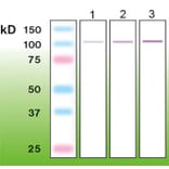 Western Blot - Anti-PKC alpha Antibody - Antibodies.com (A8253)