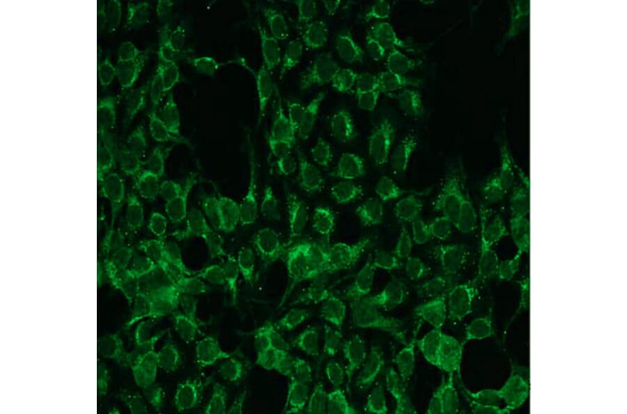 Immunocytochemistry - Anti-PKC alpha Antibody - Antibodies.com (A8253)