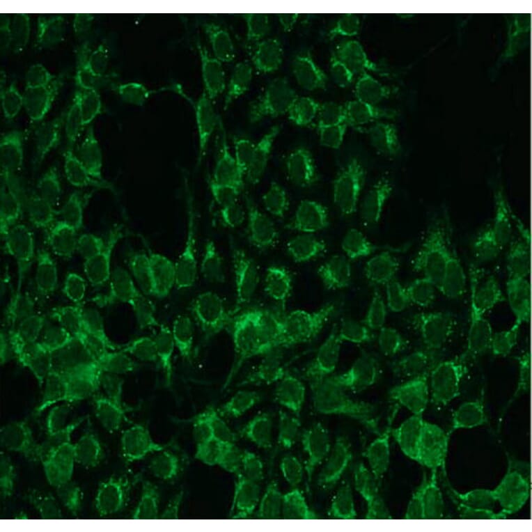 Immunocytochemistry - Anti-PKC alpha Antibody - Antibodies.com (A8253)