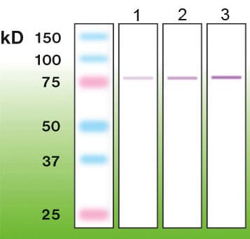Western blot of PKC beta I. Lane 1: 50ng. Lane 2: 100ng. Lane 3: 200ng of human recombinant PKC-beta I (ENZO, SE-144; MW=76.8kDa).
