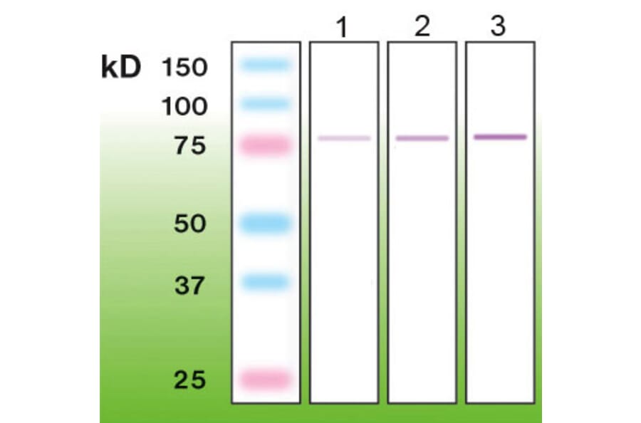 Western Blot - Anti-PKC beta I Antibody - Antibodies.com (A8254)