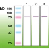 Western Blot - Anti-PKC beta I Antibody - Antibodies.com (A8254)