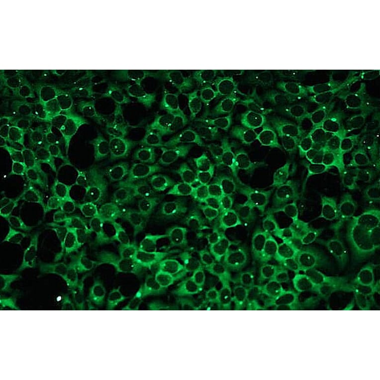 Immunocytochemistry - Anti-PKC beta I Antibody - Antibodies.com (A8254)