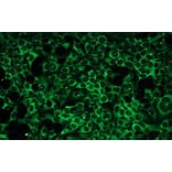 Immunocytochemistry - Anti-PKC beta I Antibody - Antibodies.com (A8254)