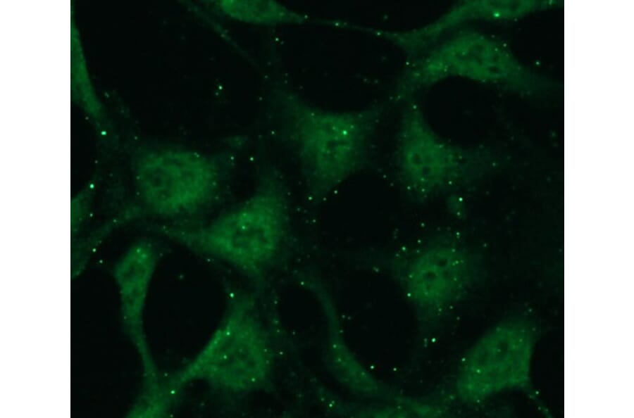 Immunocytochemistry - Anti-PKC beta Antibody - Antibodies.com (A8255)