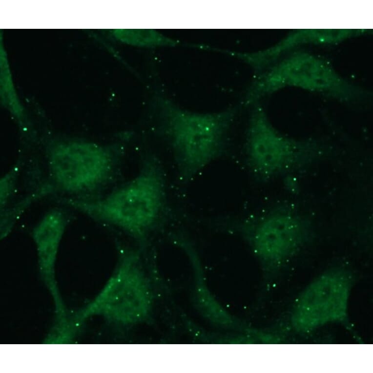 Immunocytochemistry - Anti-PKC beta Antibody - Antibodies.com (A8255)