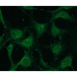 Immunocytochemistry - Anti-PKC beta Antibody - Antibodies.com (A8255)