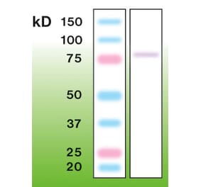 Western Blot - Anti-PKC gamma Antibody - Antibodies.com (A8256)