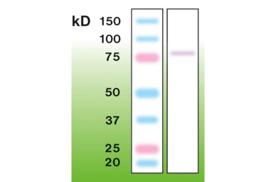 Western Blot - Anti-PKC gamma Antibody - Antibodies.com (A8256)
