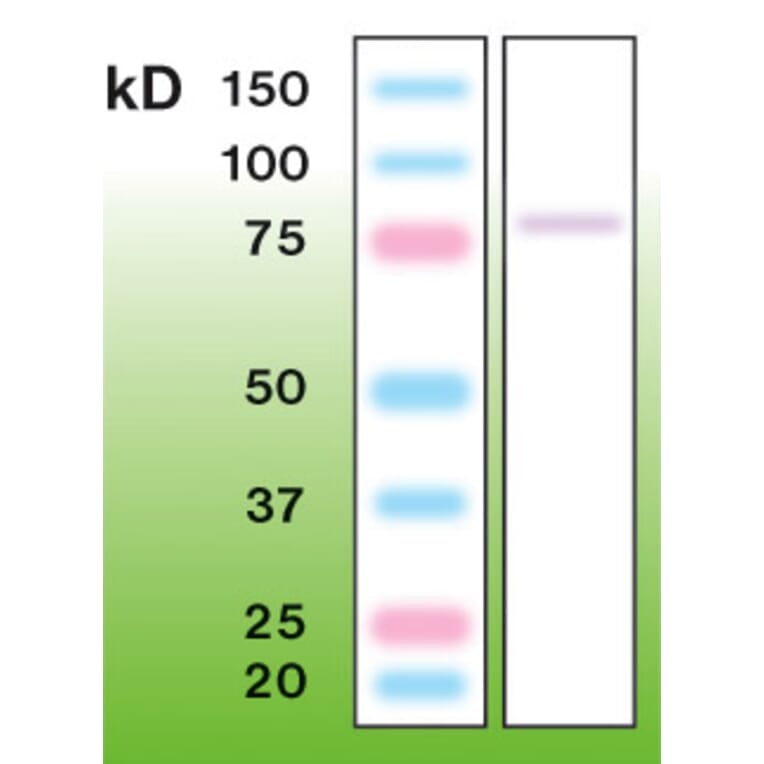 Western Blot - Anti-PKC gamma Antibody - Antibodies.com (A8256)