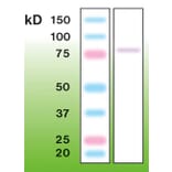 Western Blot - Anti-PKC gamma Antibody - Antibodies.com (A8256)
