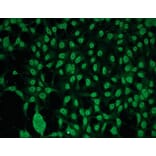 Immunocytochemistry - Anti-PKC gamma Antibody - Antibodies.com (A8256)