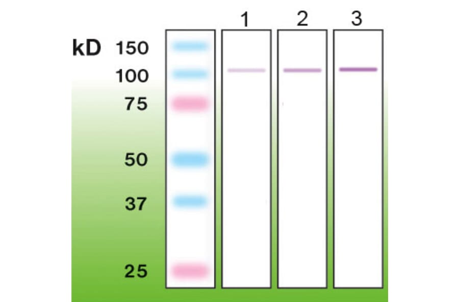 Western Blot - Anti-PKC delta Antibody - Antibodies.com (A8257)