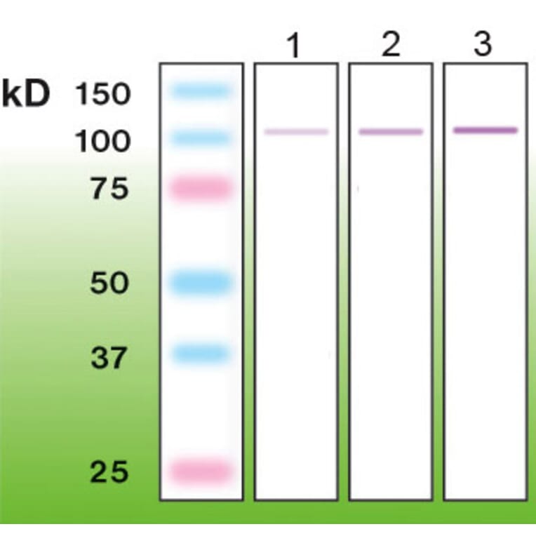 Western Blot - Anti-PKC delta Antibody - Antibodies.com (A8257)