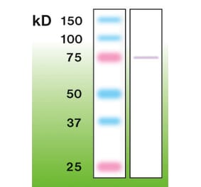 Western Blot - Anti-PKC epsilon Antibody - Antibodies.com (A8258)