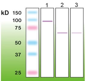 Western Blot - Anti-PKC zeta Antibody - Antibodies.com (A8259)
