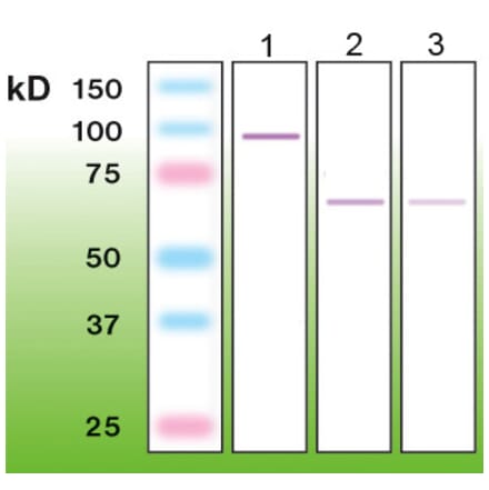 Western Blot - Anti-PKC zeta Antibody - Antibodies.com (A8259)