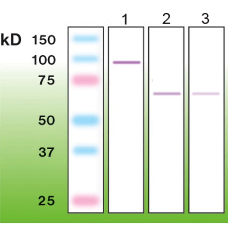 Western Blot - Anti-PKC zeta Antibody - Antibodies.com (A8259)