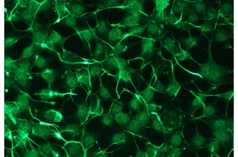 Immunocytochemistry - Anti-PKC zeta Antibody - Antibodies.com (A8259)