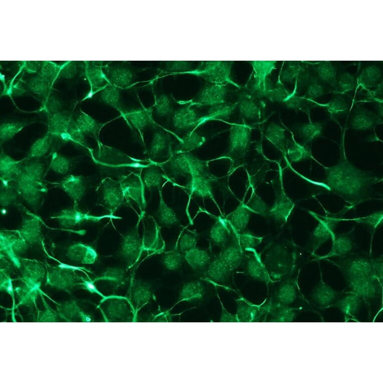 Immunocytochemistry - Anti-PKC zeta Antibody - Antibodies.com (A8259)