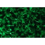 Immunocytochemistry - Anti-PKC zeta Antibody - Antibodies.com (A8259)