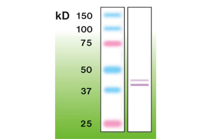 Western Blot - Anti-Erk 1 + 2 Antibody - Antibodies.com (A8260)