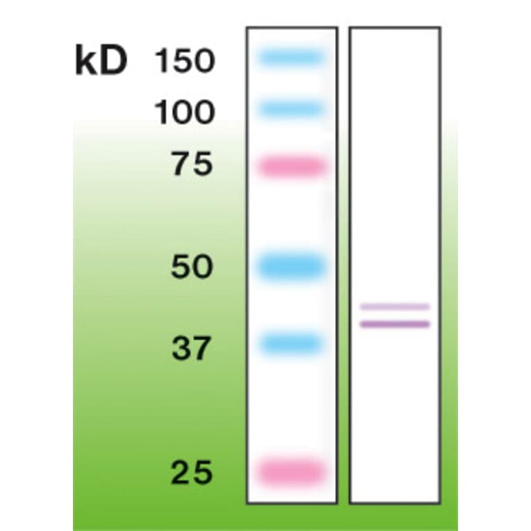 Western Blot - Anti-Erk 1 + 2 Antibody - Antibodies.com (A8260)