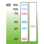 Western Blot - Anti-Erk 1 + 2 Antibody - Antibodies.com (A8260)