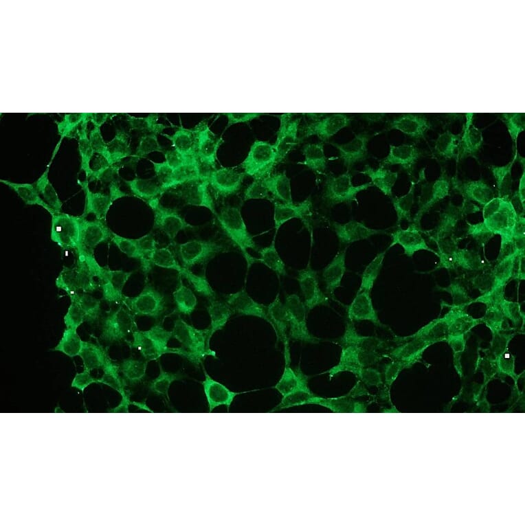Immunocytochemistry - Anti-Erk 1 + 2 Antibody - Antibodies.com (A8260)