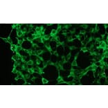 Immunocytochemistry - Anti-Erk 1 + 2 Antibody - Antibodies.com (A8260)
