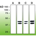 Western Blot - Anti-Erk1 (phospho T202 + Y204) + Erk2 (phospho T185 + Y187) Antibody - Antibodies.com (A8261)