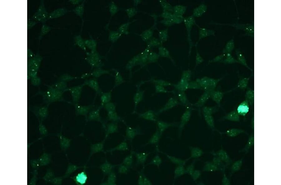 Immunocytochemistry - Anti-Erk1 (phospho T202 + Y204) + Erk2 (phospho T185 + Y187) Antibody - Antibodies.com (A8261)