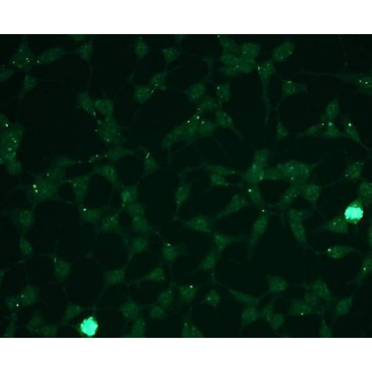 Immunocytochemistry - Anti-Erk1 (phospho T202 + Y204) + Erk2 (phospho T185 + Y187) Antibody - Antibodies.com (A8261)