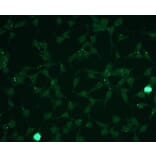 Immunocytochemistry - Anti-Erk1 (phospho T202 + Y204) + Erk2 (phospho T185 + Y187) Antibody - Antibodies.com (A8261)