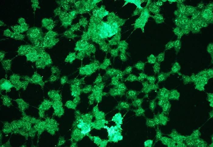 E.R.Kページ Imaging ERK and PKA Activation in Single Dendritic Spines